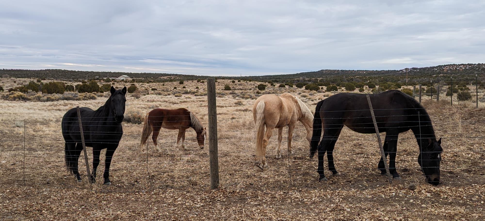 Four horses of the b-string band grazing open high-desert pasture