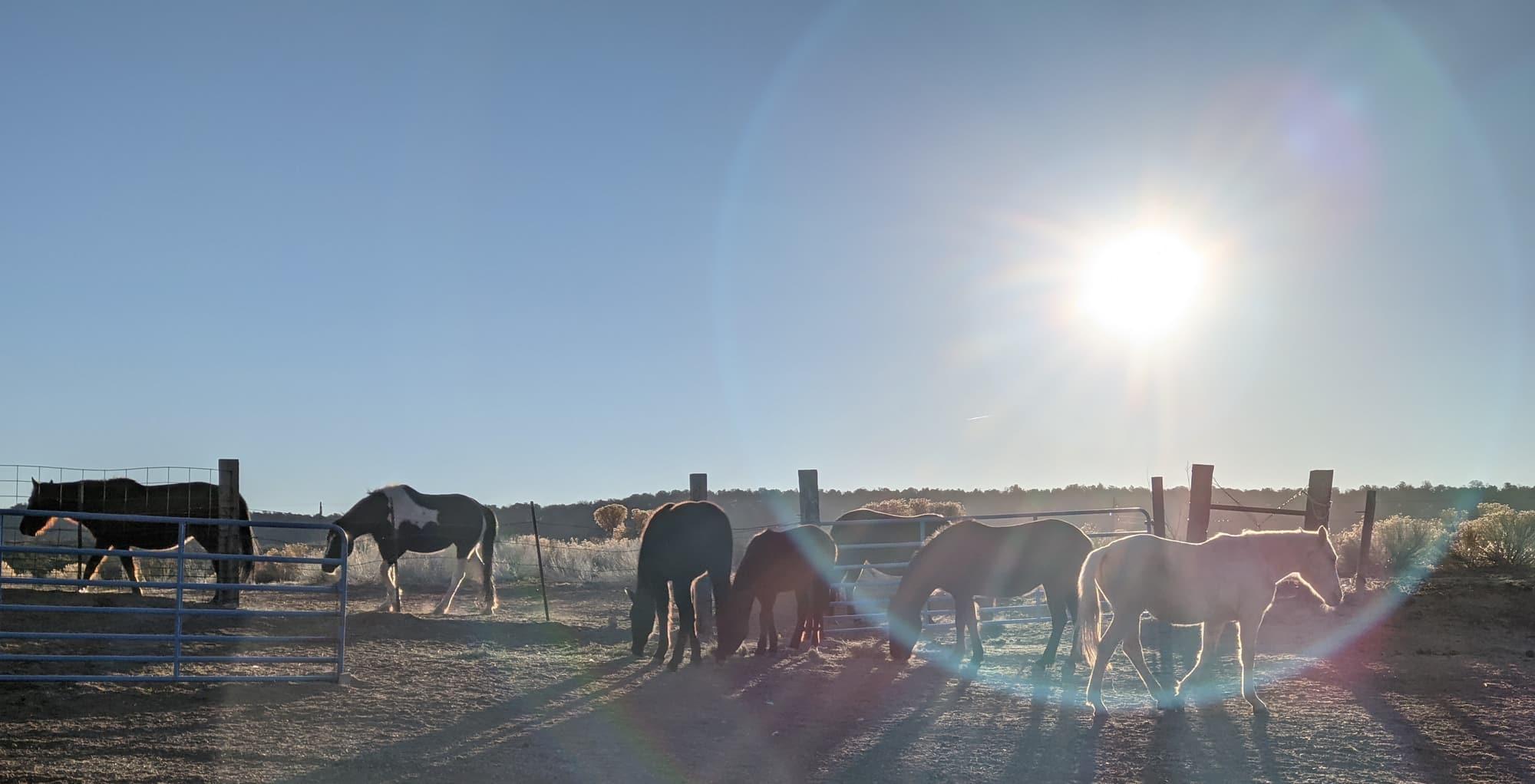 The horse herd feeding at the corral rail in low backlit morning sun