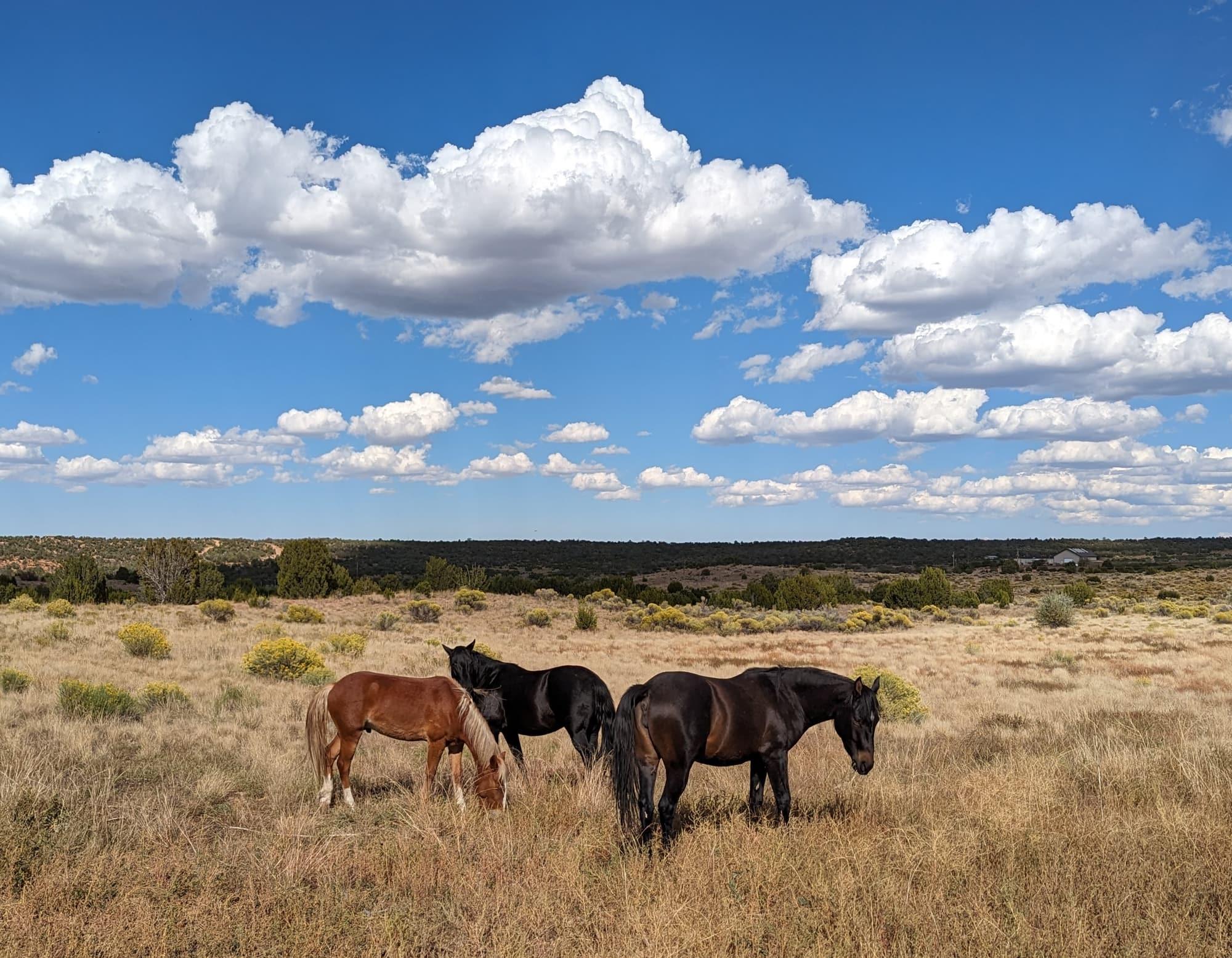 Three horses of the b-string band standing in high-desert pasture