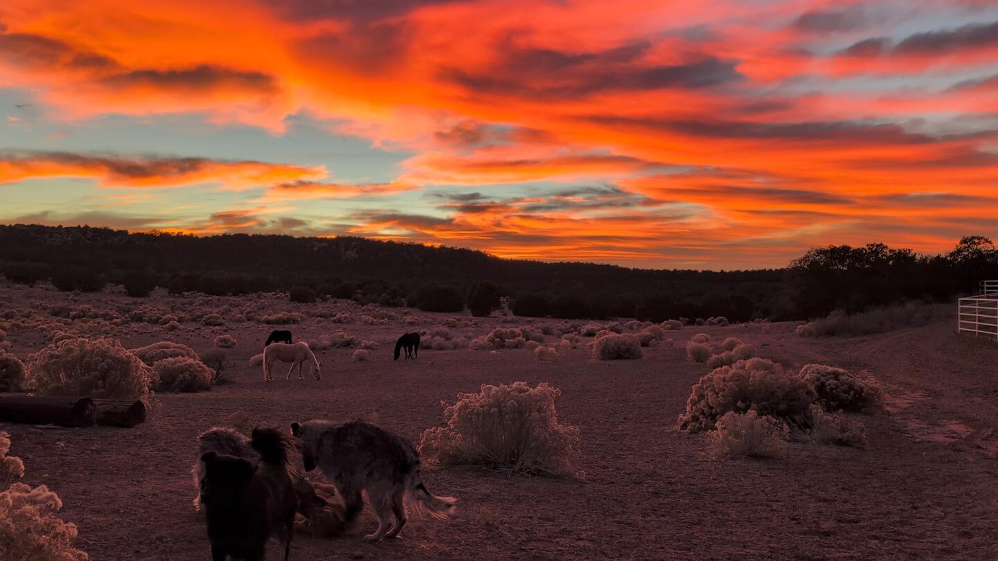 A blazing orange sunset over sagebrush flats, a dog in the foreground and horses grazing far off