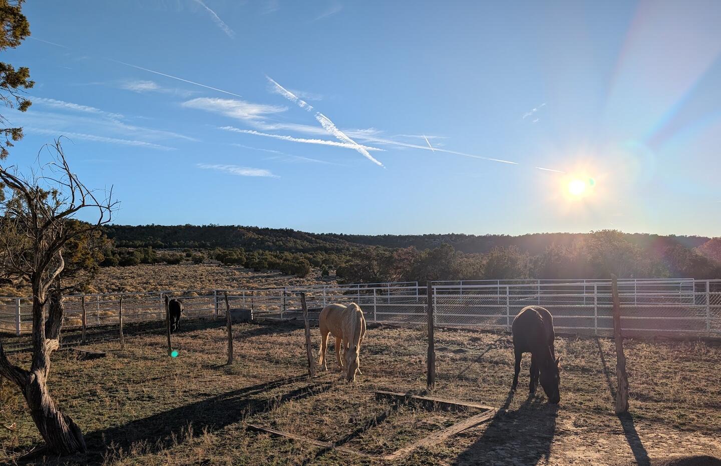 A wider view of the paddock, a palomino and a dark horse grazing, a juniper at the left edge