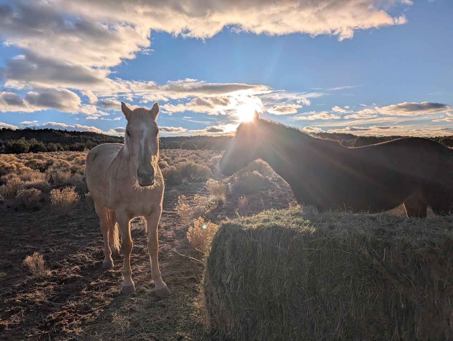A palomino and a dark horse at a round hay bale, the sun directly behind them
