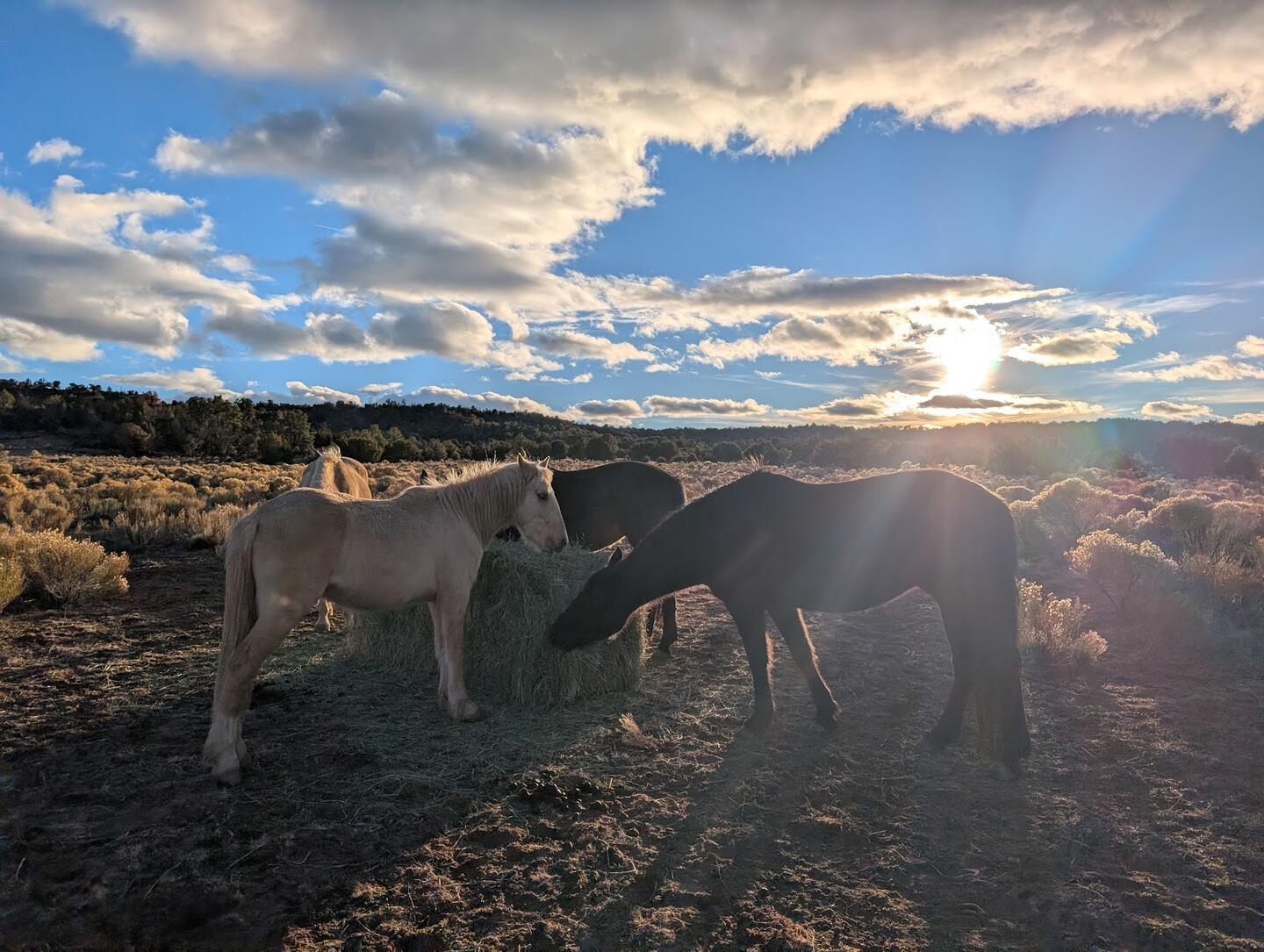 Two horses eating from a round hay bale under a cloud-streaked sky