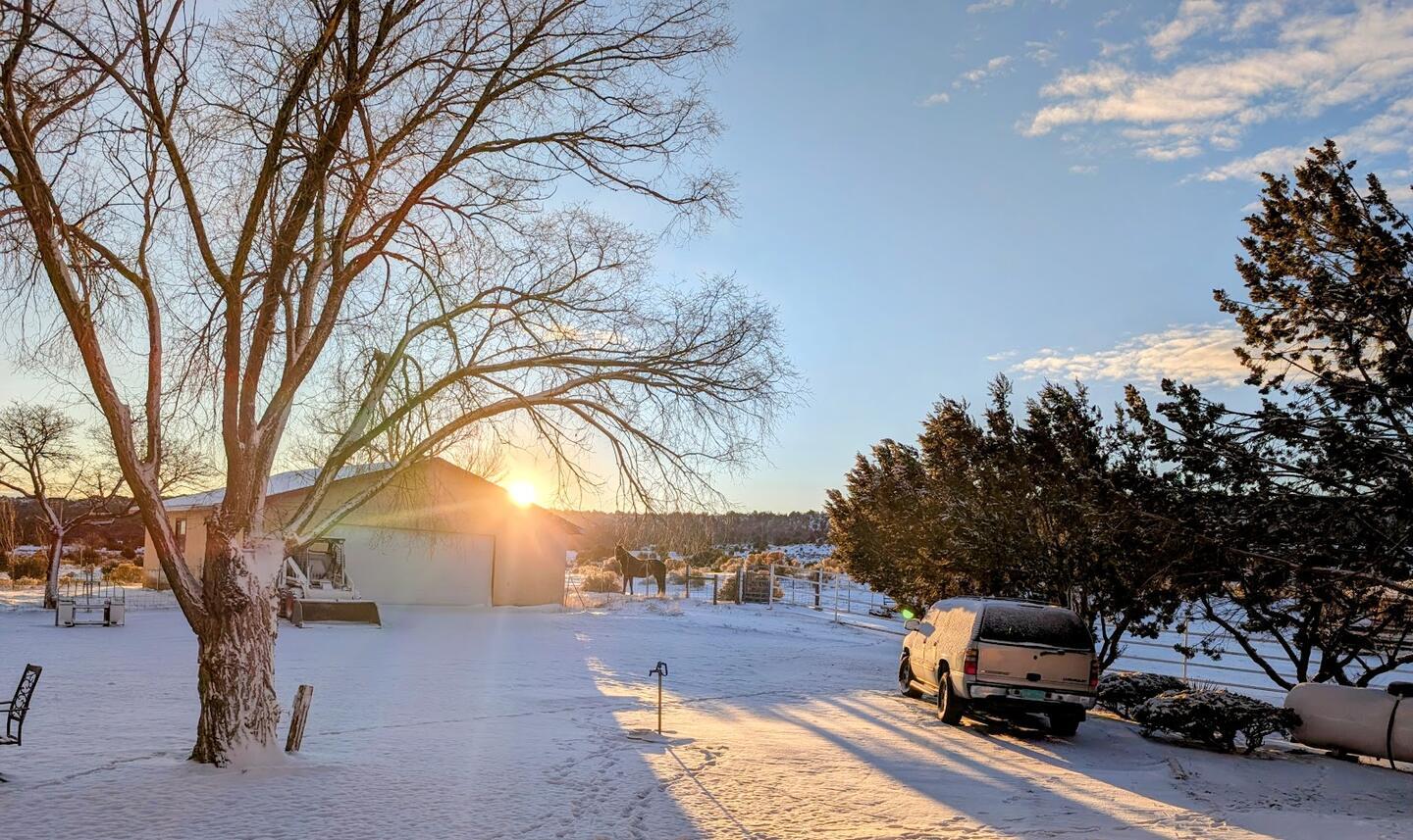 Low sun behind a bare tree above a snowy driveway, a pickup parked beside the juniper