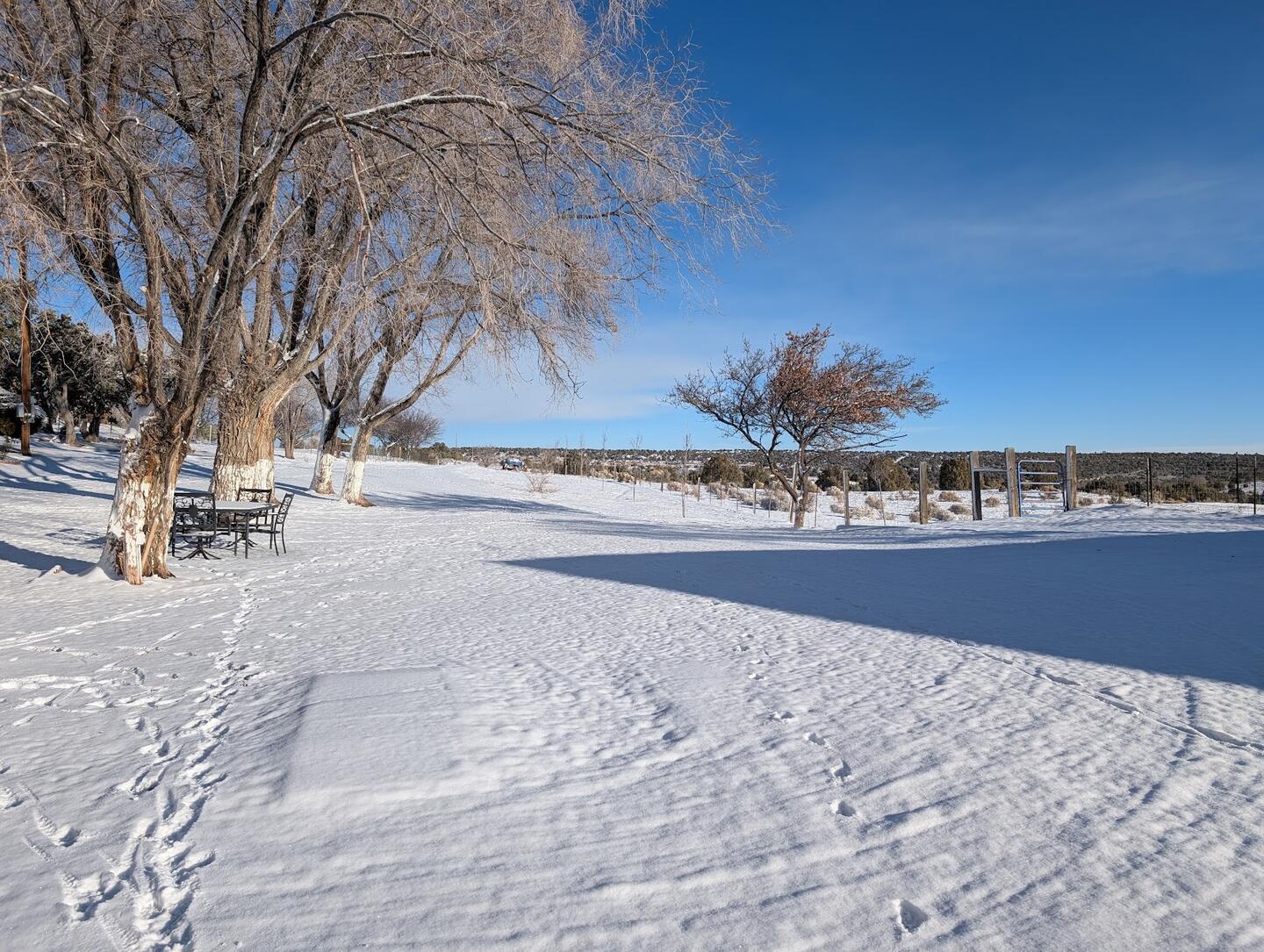 Fresh snow across the yard, bare trees and a line of footprints under a deep blue sky
