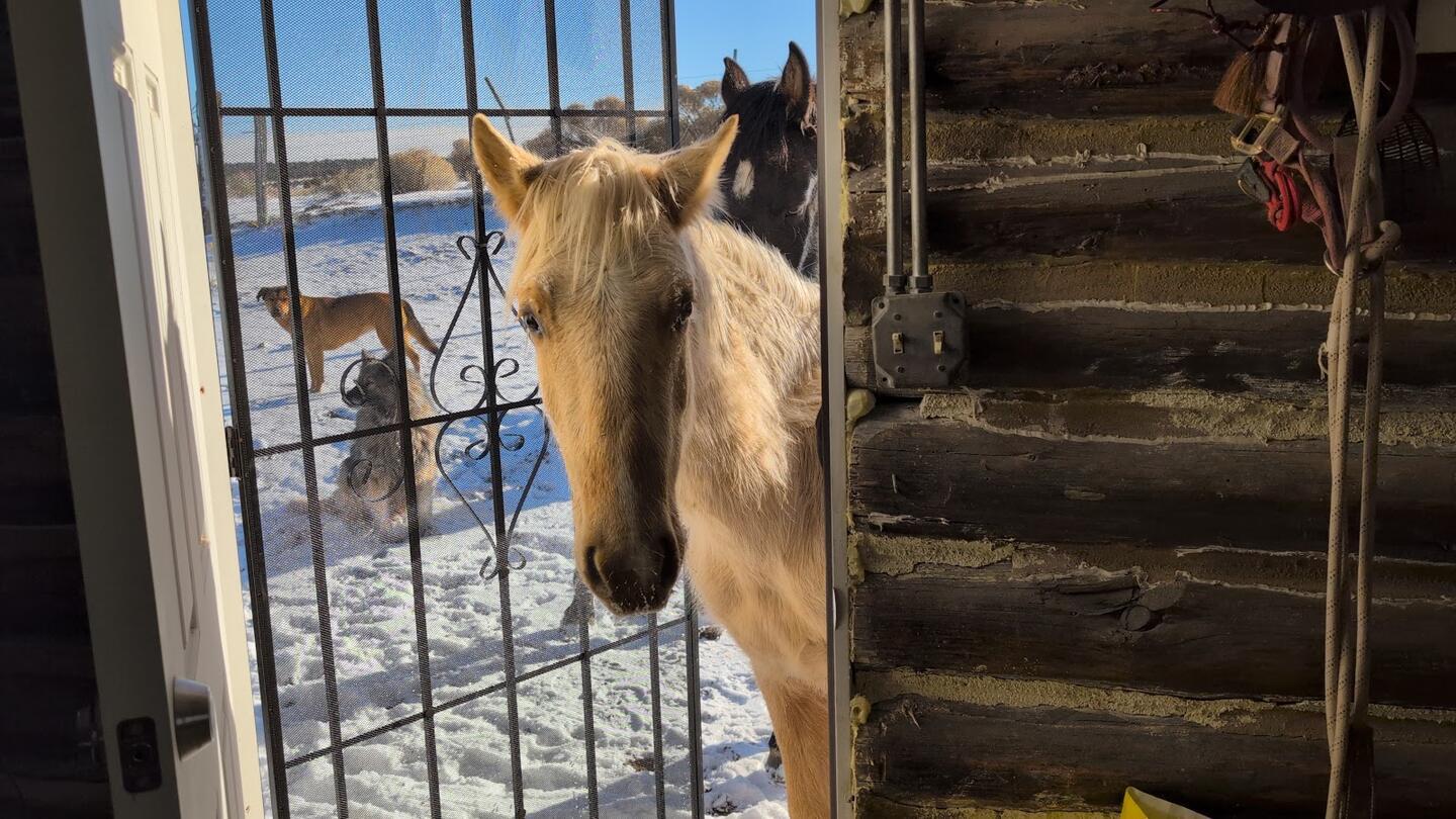 A palomino horse looking in through the barred door of the log cabin, snow on the ground outside