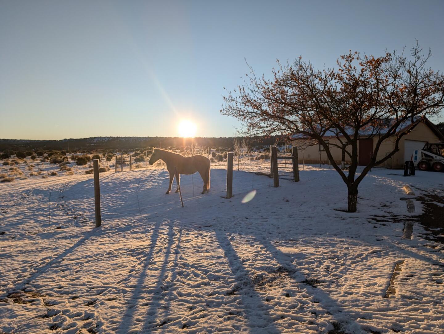 A lone horse in a snowy paddock, low sun throwing long fence-post shadows