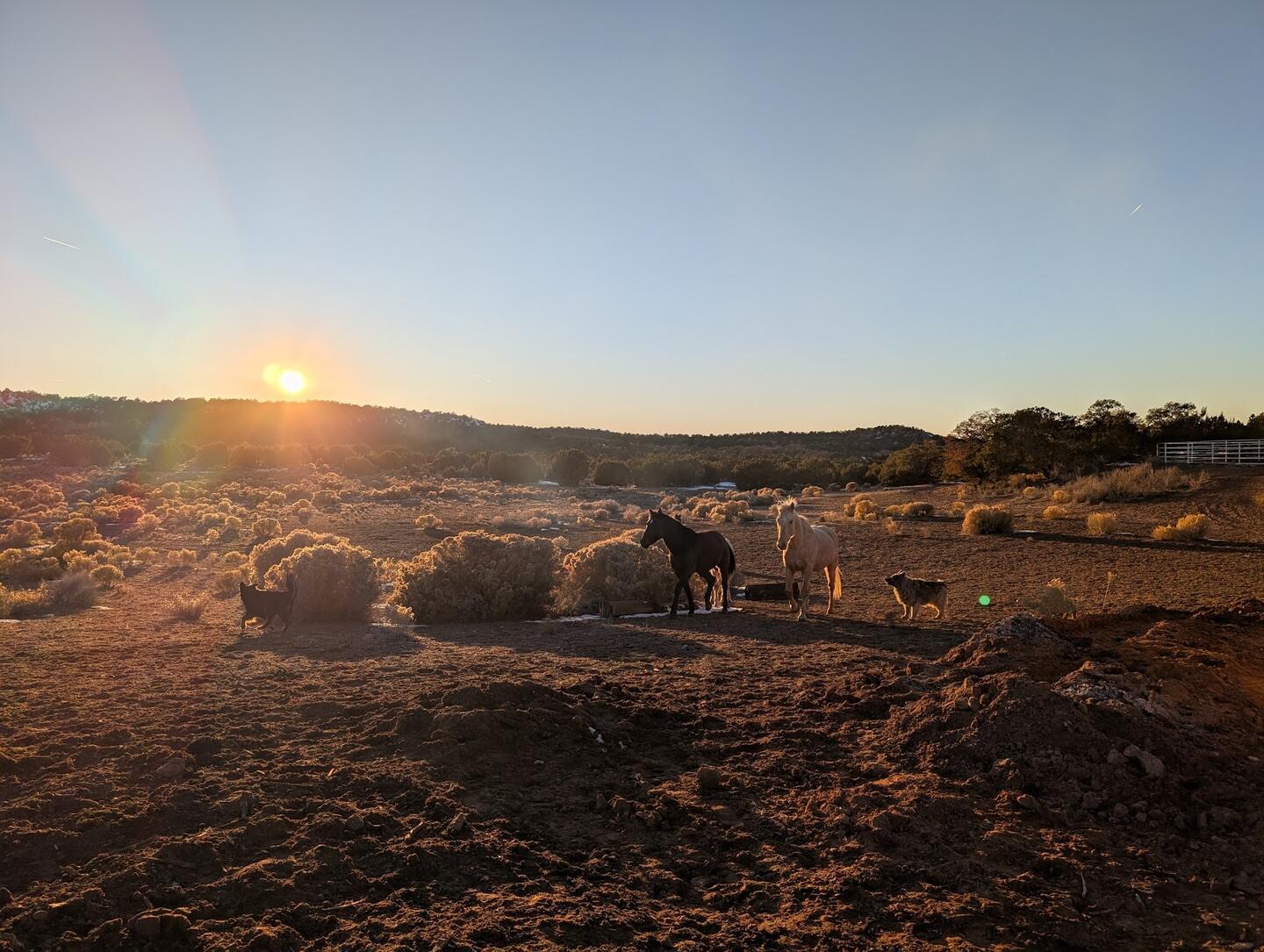 Horses and a dog at the far end of a dirt pasture as the sun sets