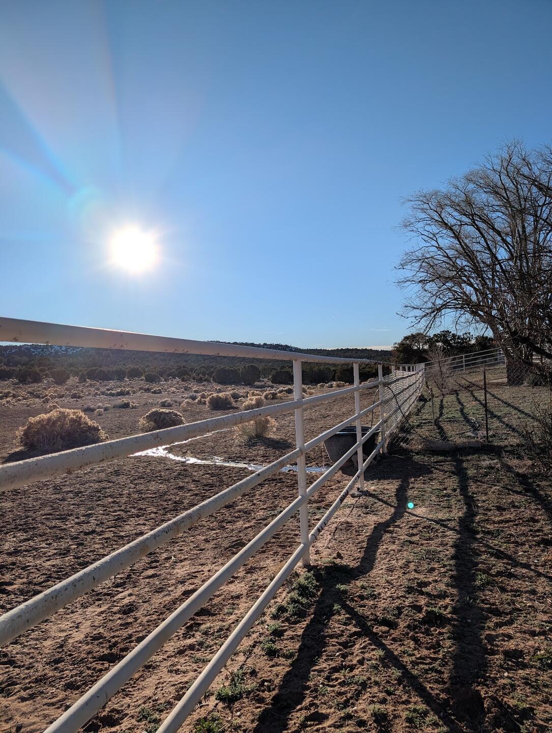 A white pipe-rail fence line running toward bare trees under a high winter sun