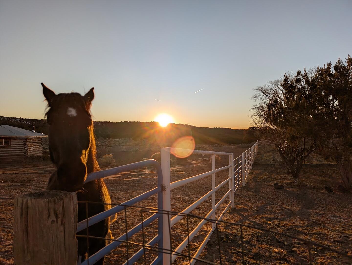 A dark horse looking over a pipe-rail gate at sunset