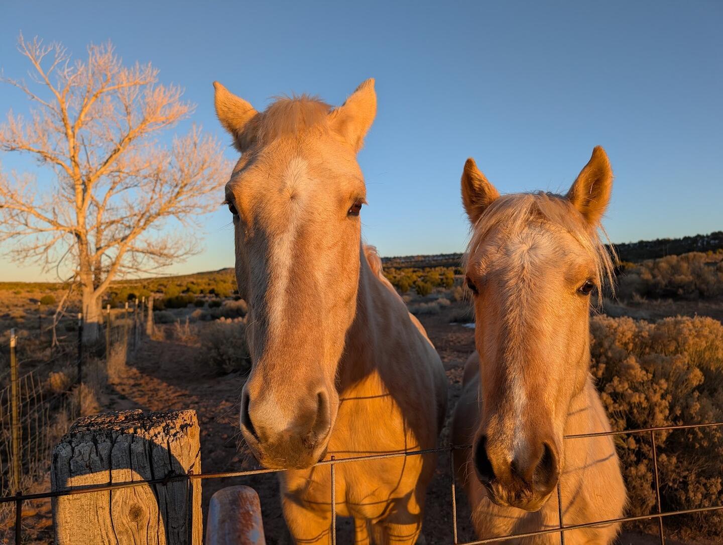 Two palomino horses looking straight at the camera over a wire fence, a cottonwood lit gold behind them