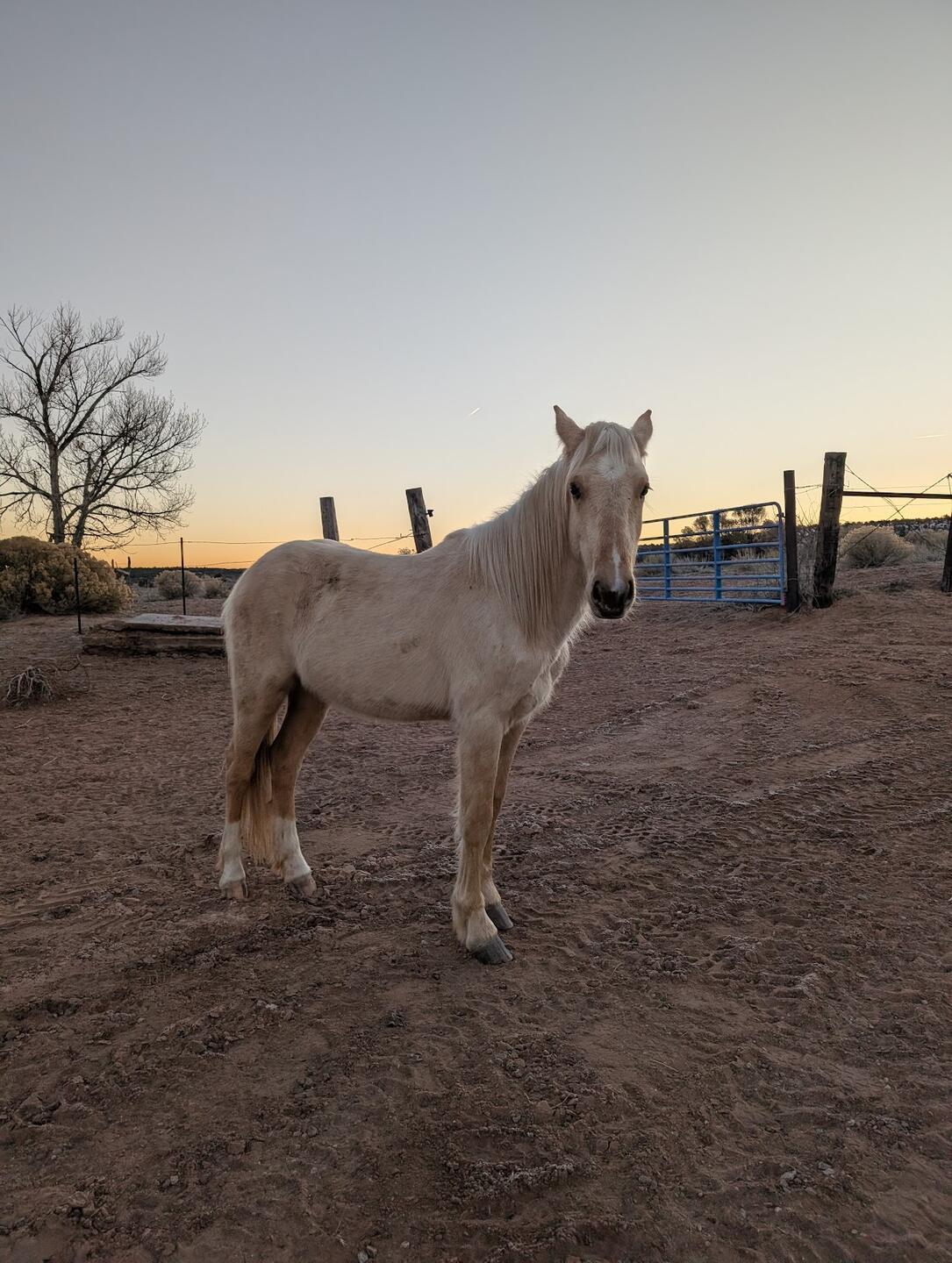A cream-coloured horse standing alone in a dirt corral at dusk