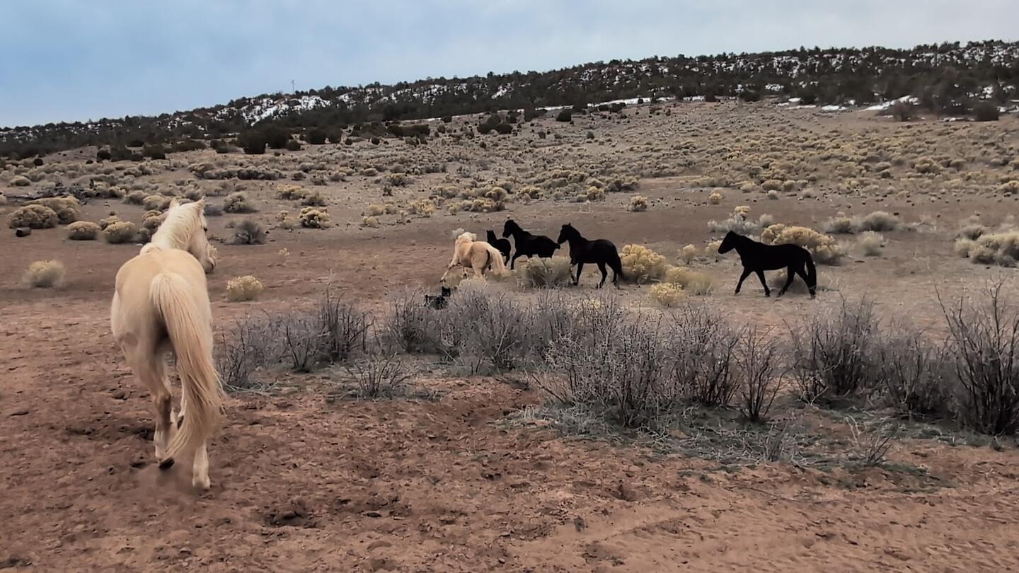 A white horse walking out toward three dark horses on an open pasture