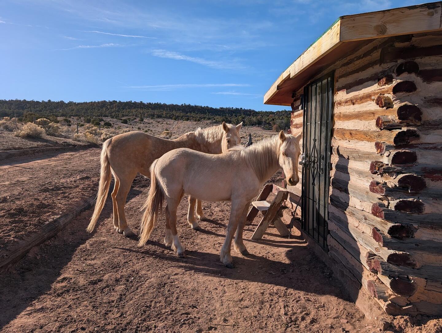 Two palominos nosing at the door of the log cabin