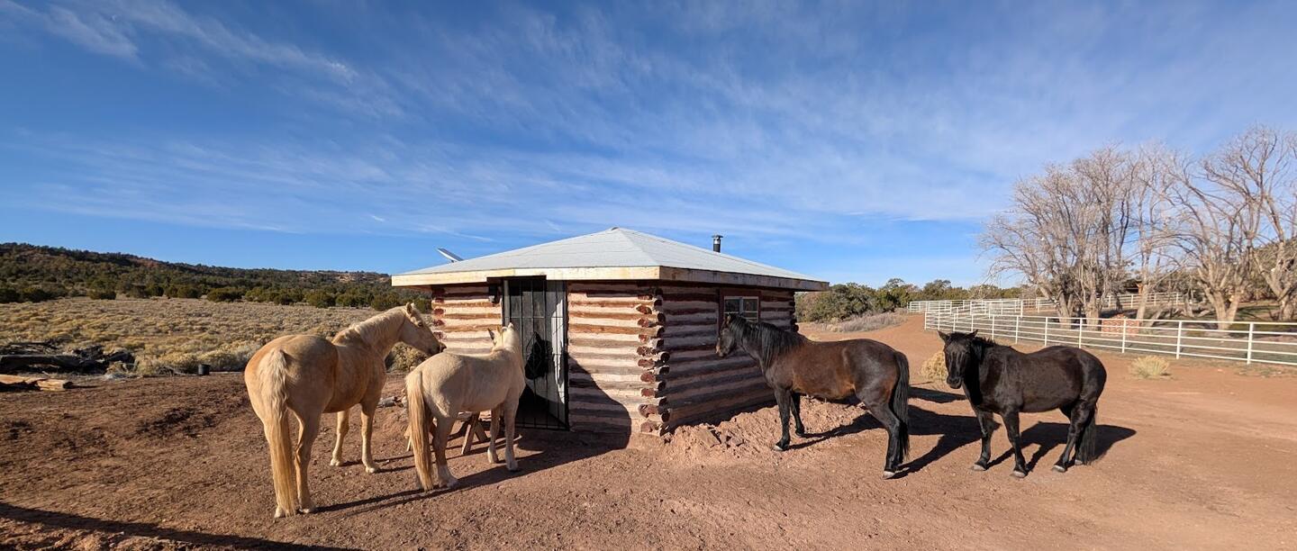 Two palominos and two black horses outside the log cabin under a blue sky