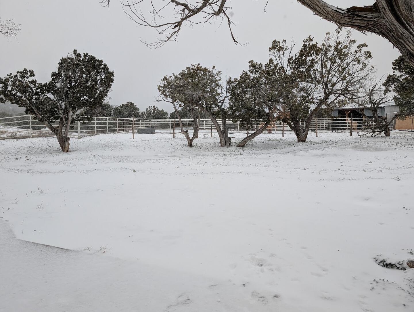A snow-covered paddock with juniper and pipe-rail fencing under a white sky