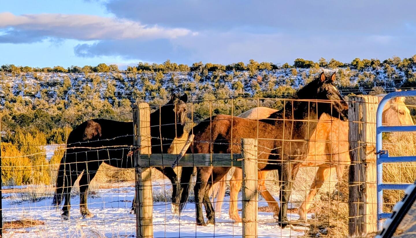 Two dark horses and a chestnut at the corral fence, snow on the ground and dusted juniper behind