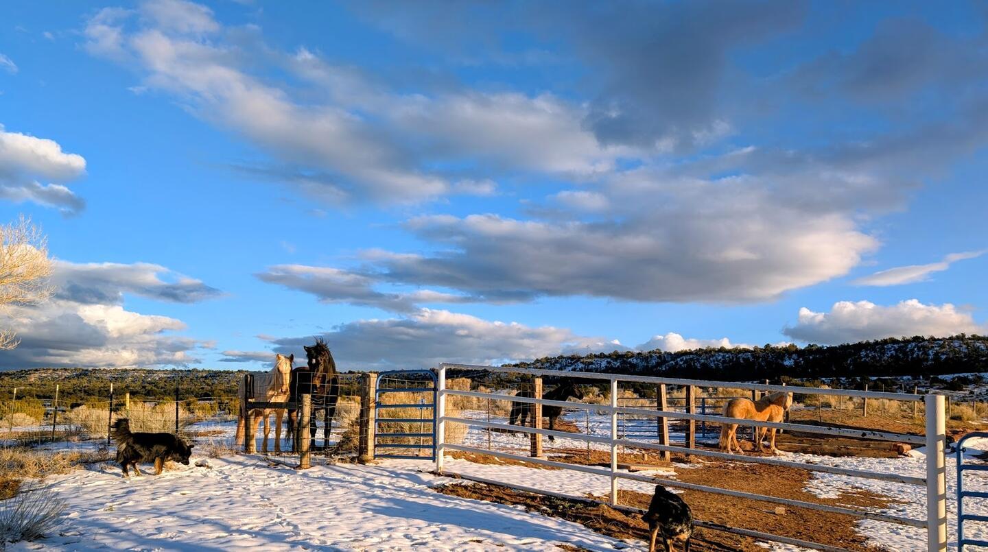 Dogs and horses around the corral panels in snow under a big cumulus sky