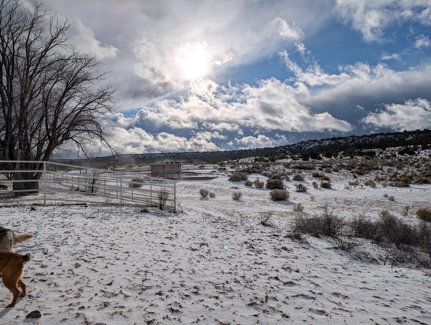 Snow over the pasture beside the corrals, sun behind cloud and a bare cottonwood at left