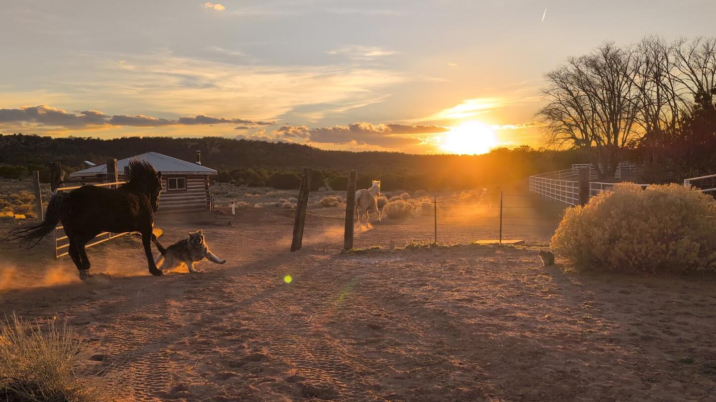 A dark horse trotting through golden dust with a dog at sunset