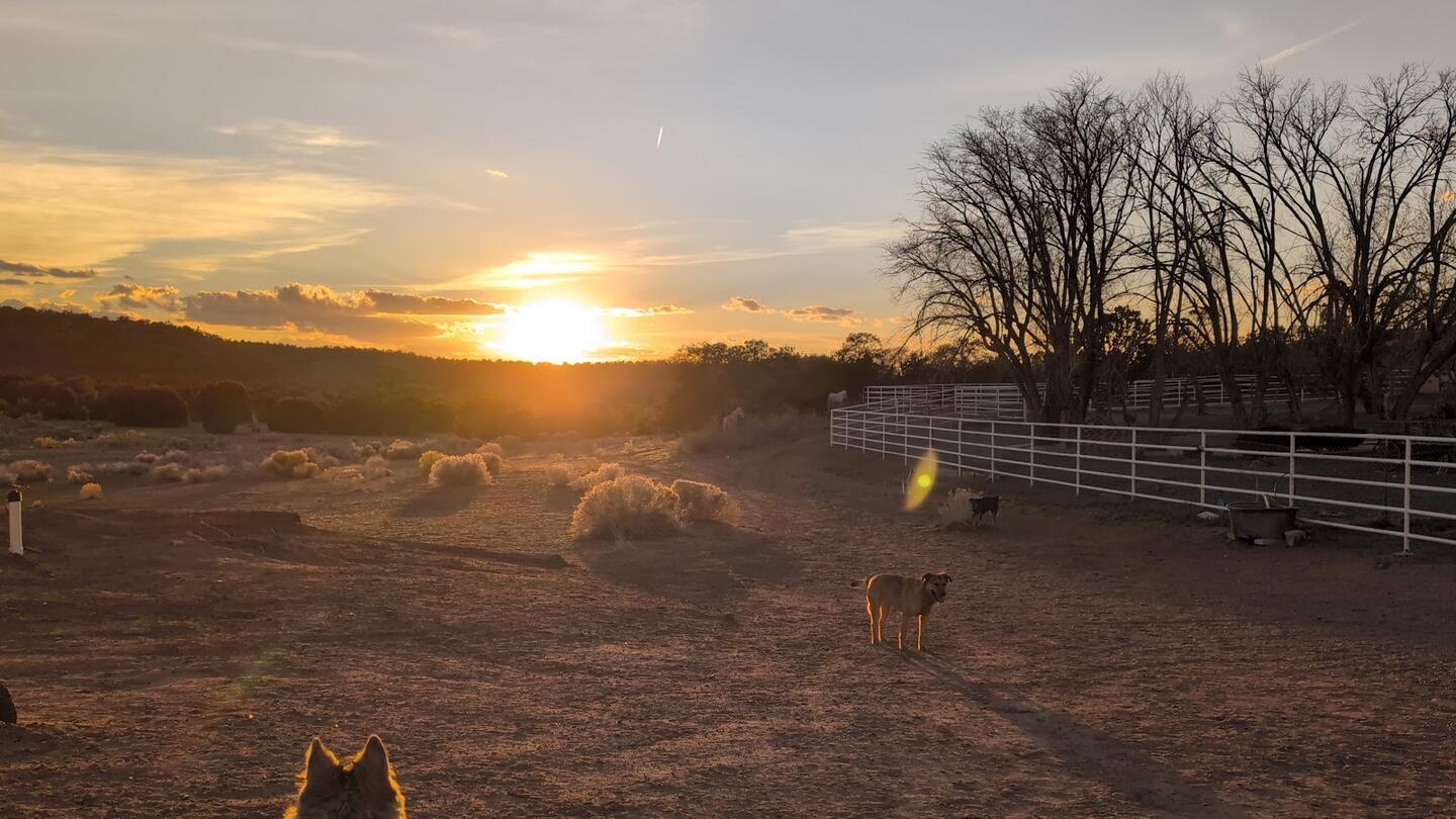 The sun setting over the pasture, a dog walking toward the fence line