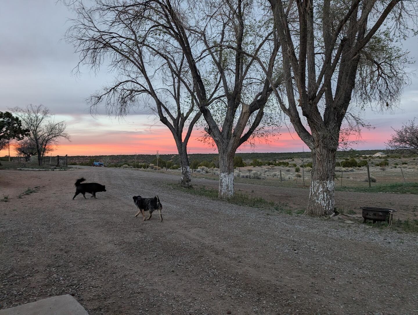 Two dogs on the dirt drive beneath a row of bare cottonwoods, pink sky on the horizon