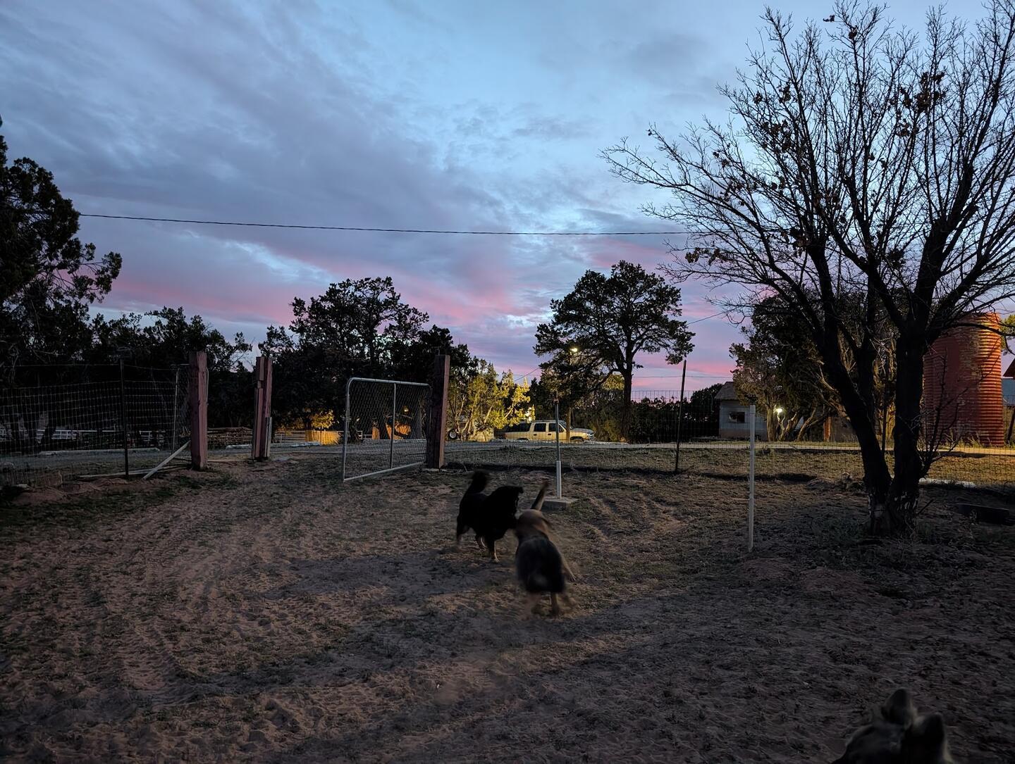 Two dogs in the yard at dusk beneath a bare tree and pink clouds