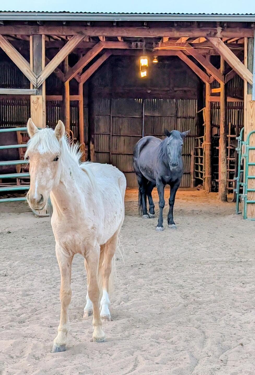A cream horse and a dark horse at the open front of the timber barn