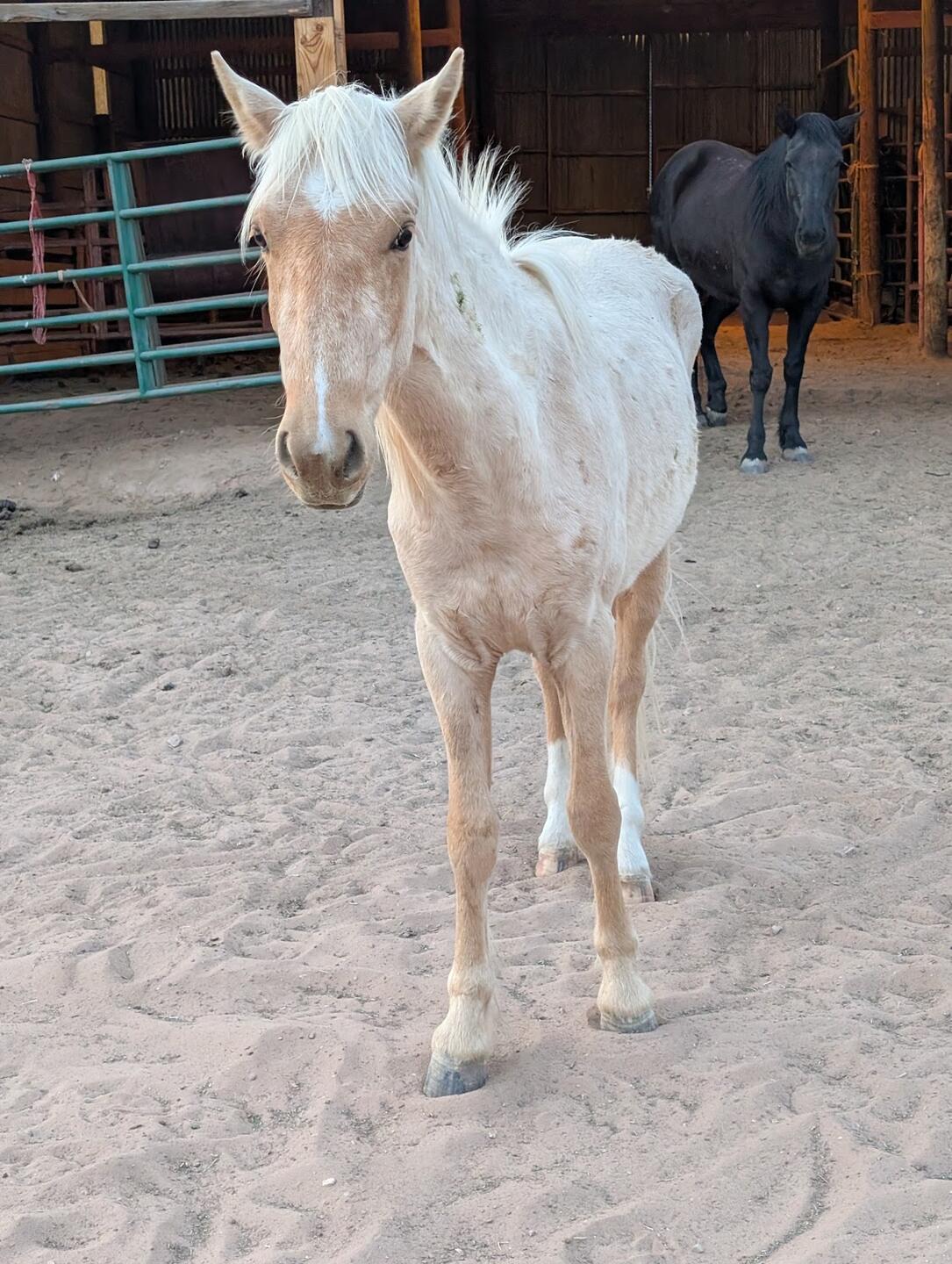 A cream horse standing on the sand in front of the barn
