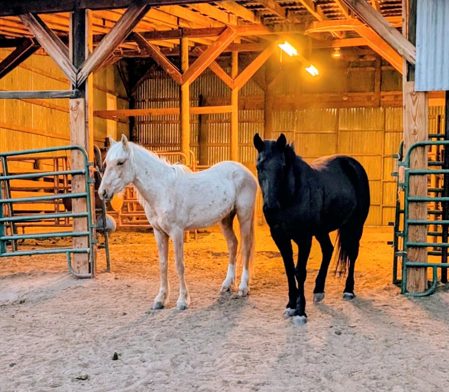 A white horse and a black horse inside the lit barn between green corral gates