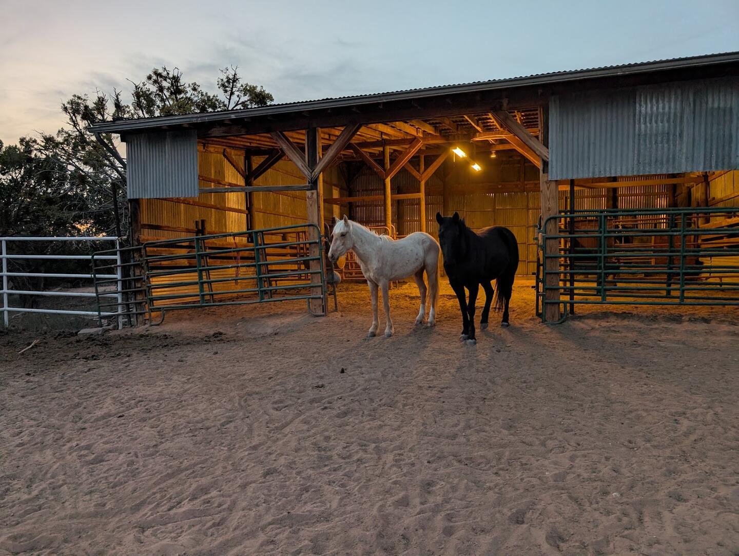 The timber barn at dusk with its lights on, a cream horse and a black horse standing in front