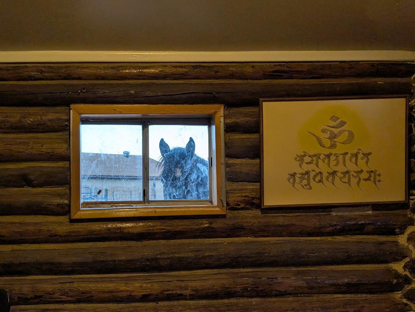 A grey horse looking in through a cabin window, a framed Om symbol on the log wall beside it