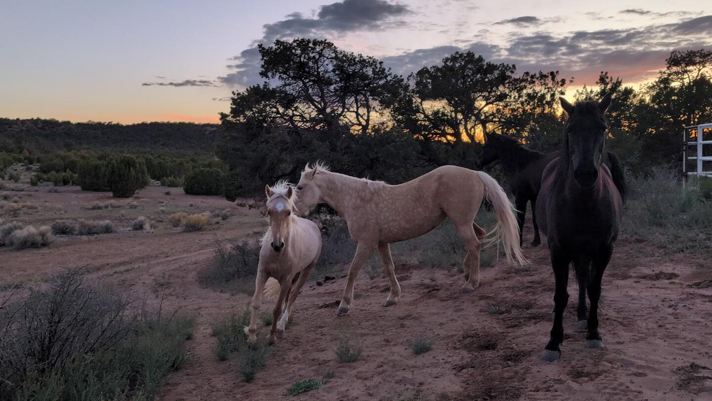 Two pale horses and a black horse meeting in the sagebrush at dusk