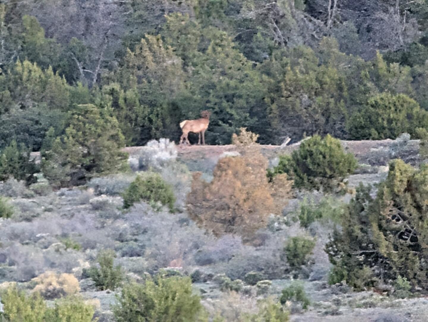 An elk standing on a juniper hillside above the sagebrush