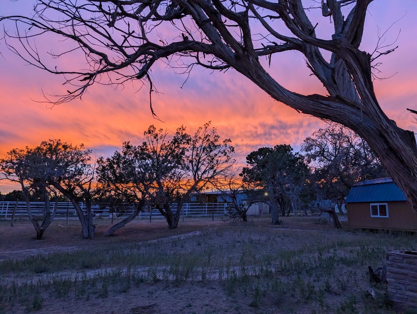 A twisted juniper and a row of trees against a pink and orange sunset, outbuildings beyond