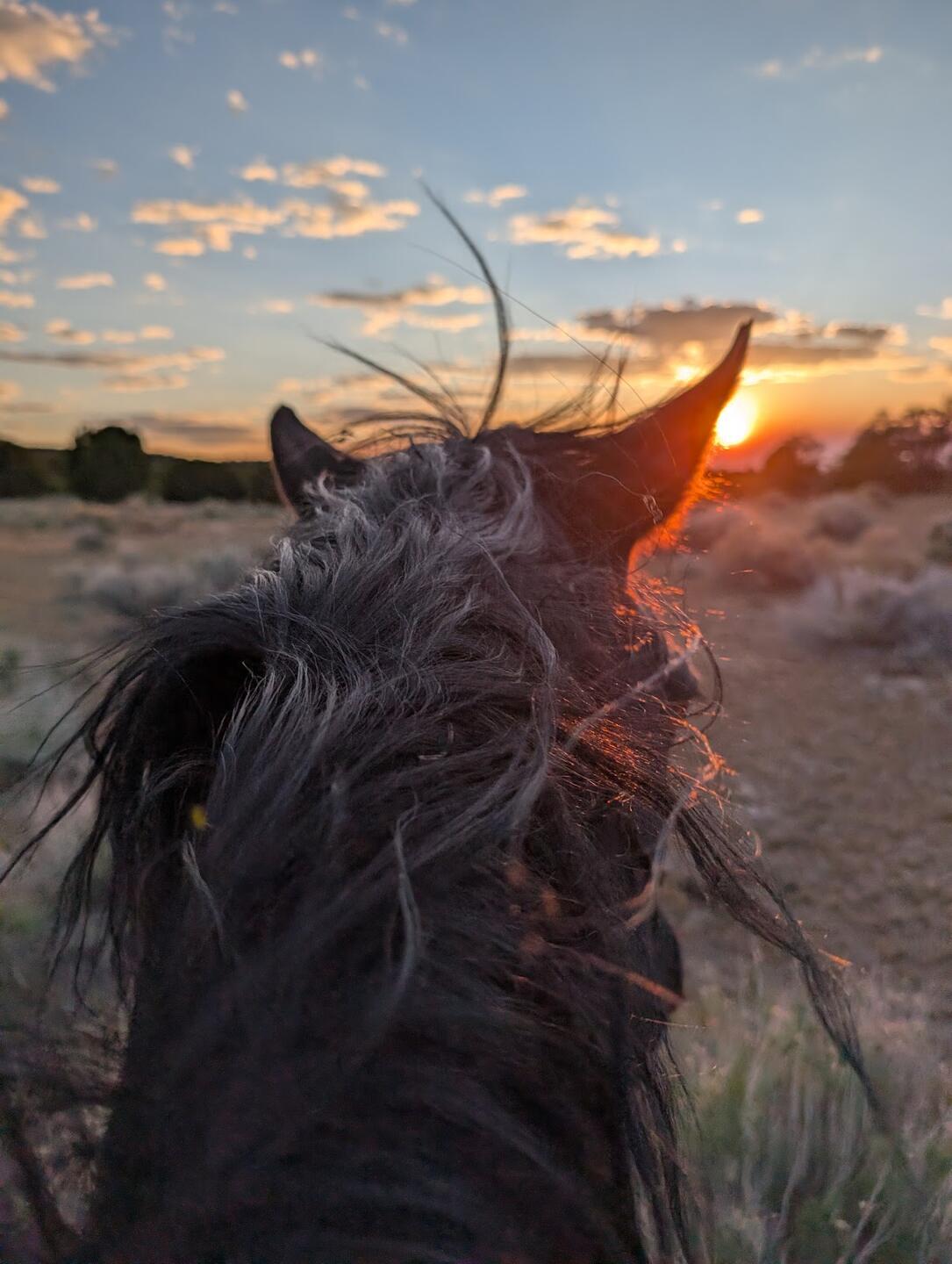 The view between a black horse's ears, riding toward the setting sun