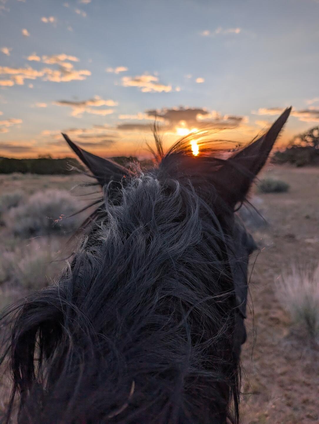 A black horse's mane and ears in the foreground, the sun low over the sagebrush