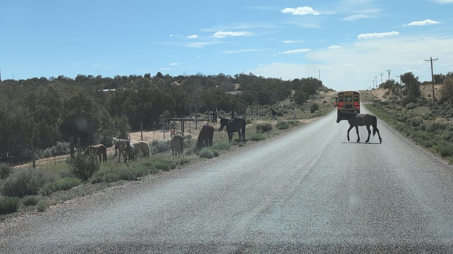 A dark horse crossing the paved county road ahead, more horses grazing by the fence