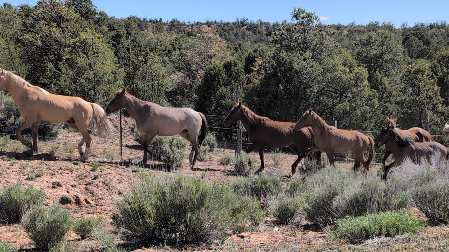 A band of horses, palominos, a roan and bays, moving along the fence line through sage
