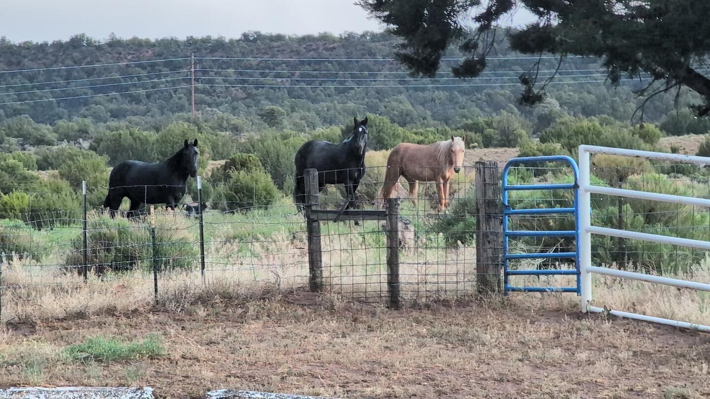 Two black horses and a palomino at a blue pipe gate set in wire fencing