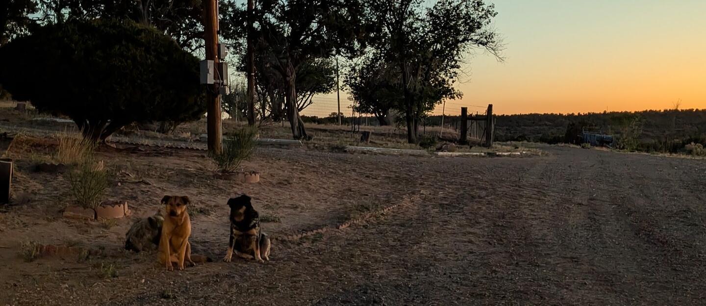 Two dogs sitting on the drive at dusk beneath the trees