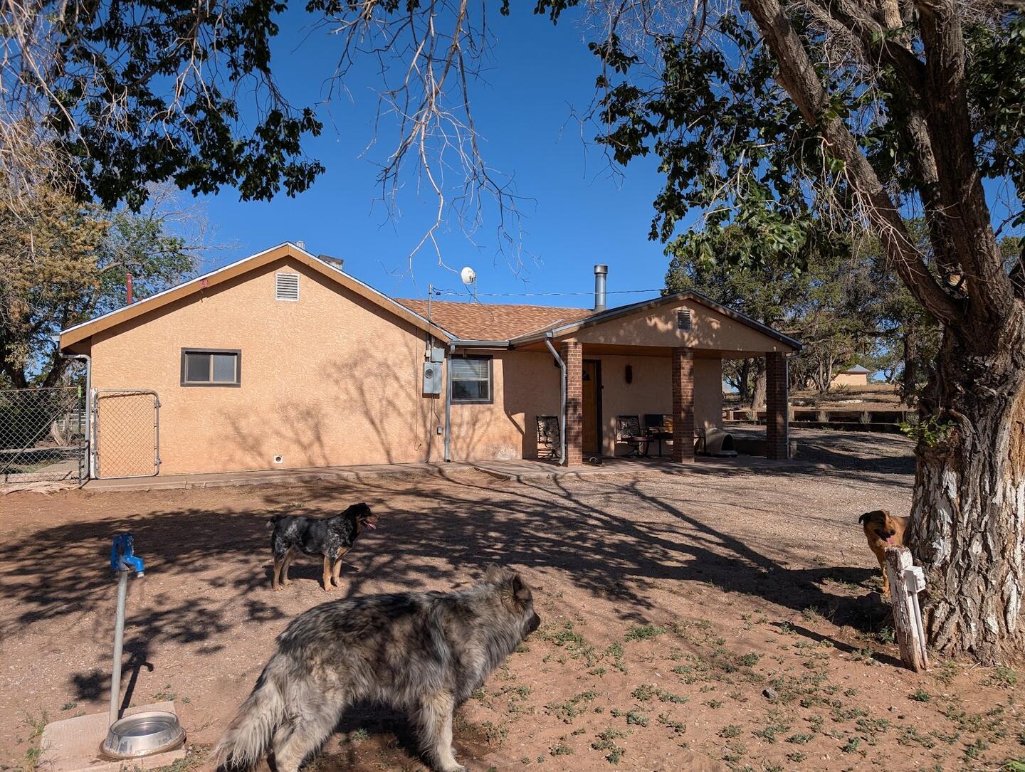The main house shaded by a large cottonwood, dogs in the yard