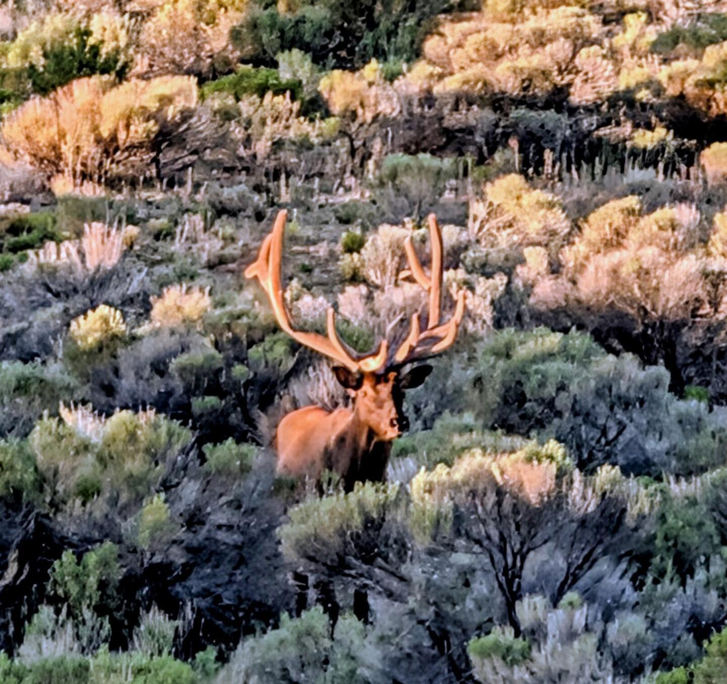 A bull elk in velvet standing in the sagebrush