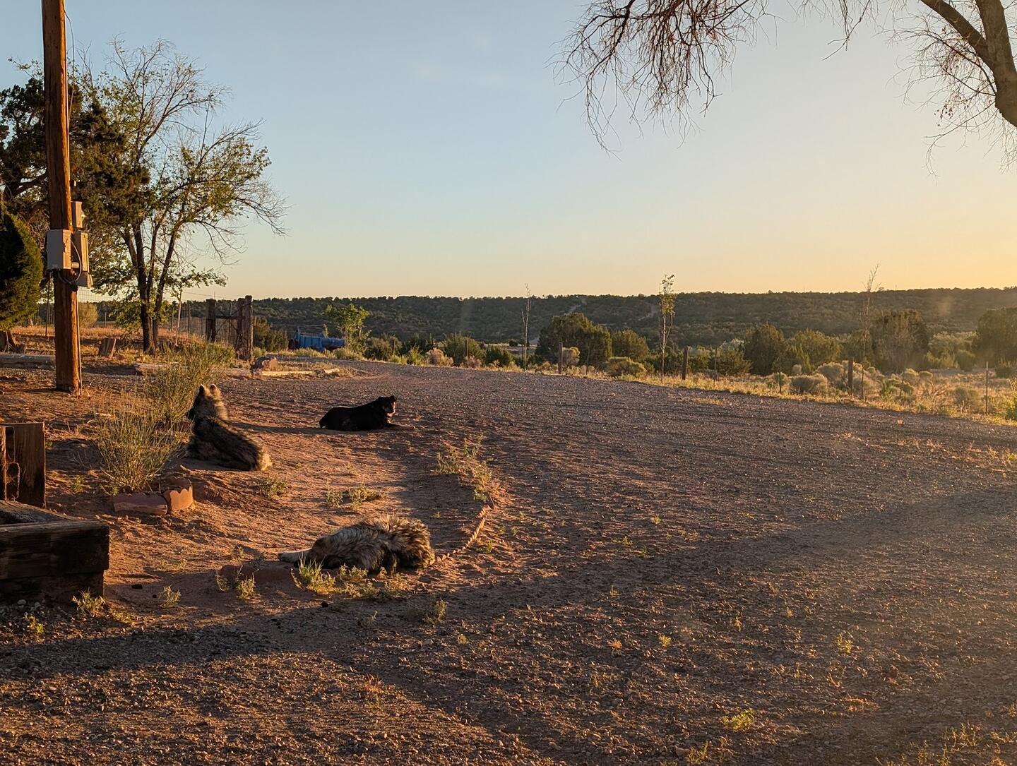 Two dogs lying on the dirt drive at sunset