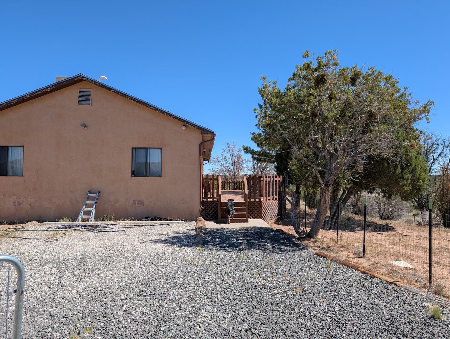 The side of the stucco house, a ladder against the wall and juniper beside the gravel