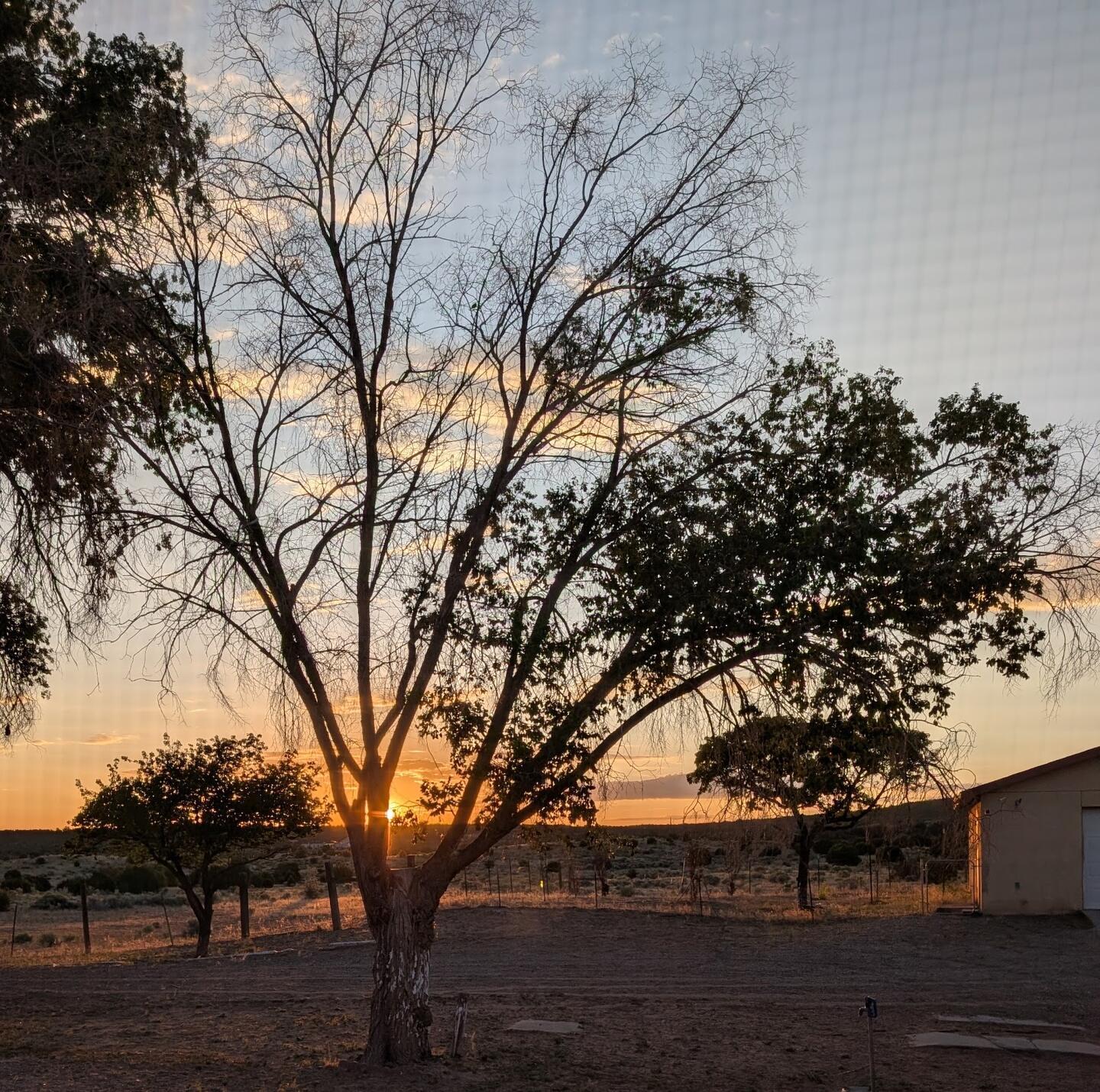 A bare tree silhouetted at sunset, seen through a window screen