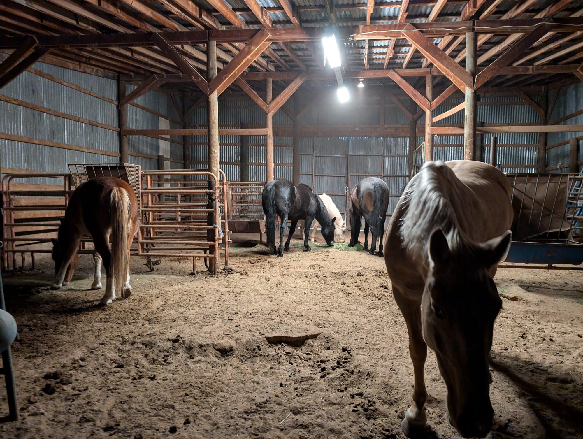 Five horses feeding inside the timber-framed barn under work lights, steel corral panels lining the sand floor
