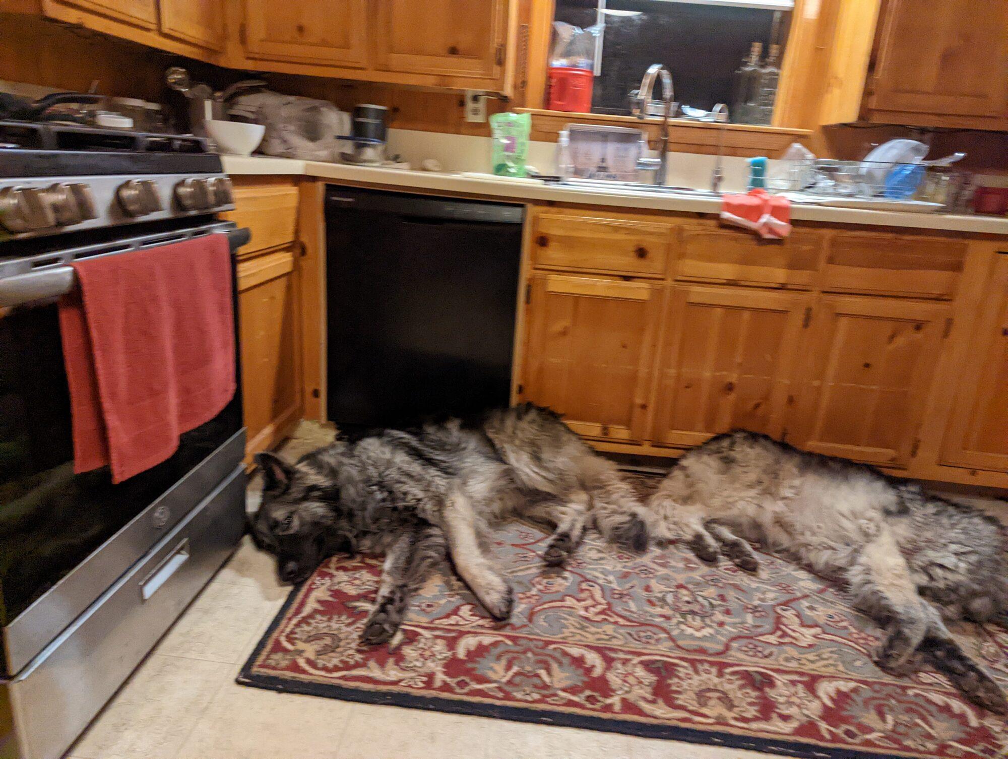 Two large grey shepherd dogs asleep on a red patterned rug in a pine-cabinet kitchen beside a gas range and dishwasher
