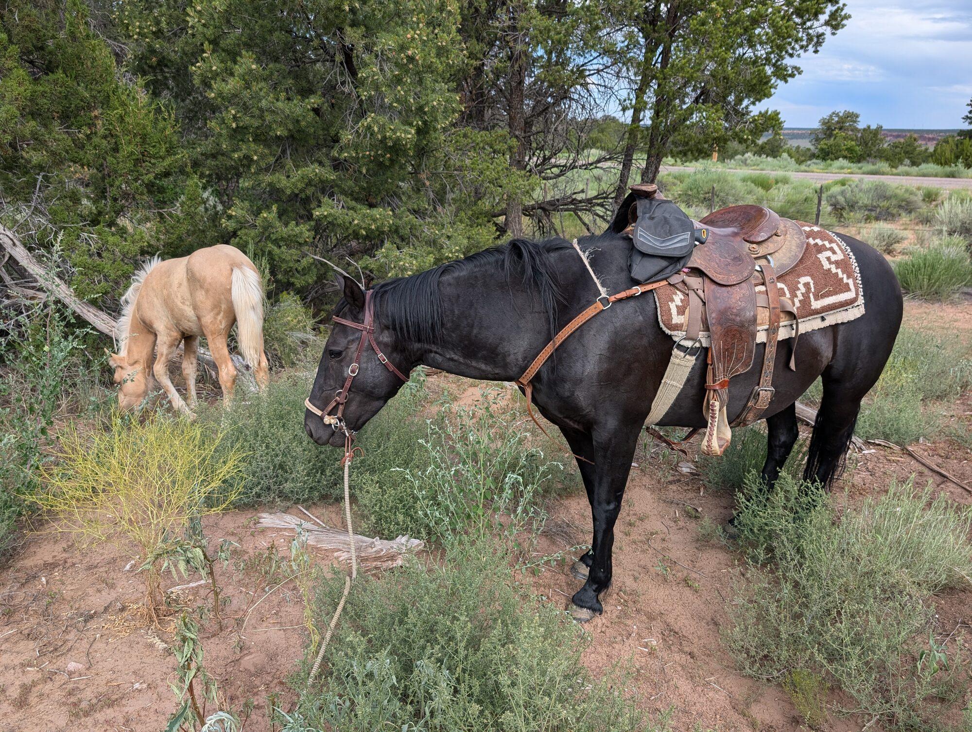 A black horse tacked in a western saddle and Navajo-pattern pad, tied in the juniper while a palomino grazes beside it